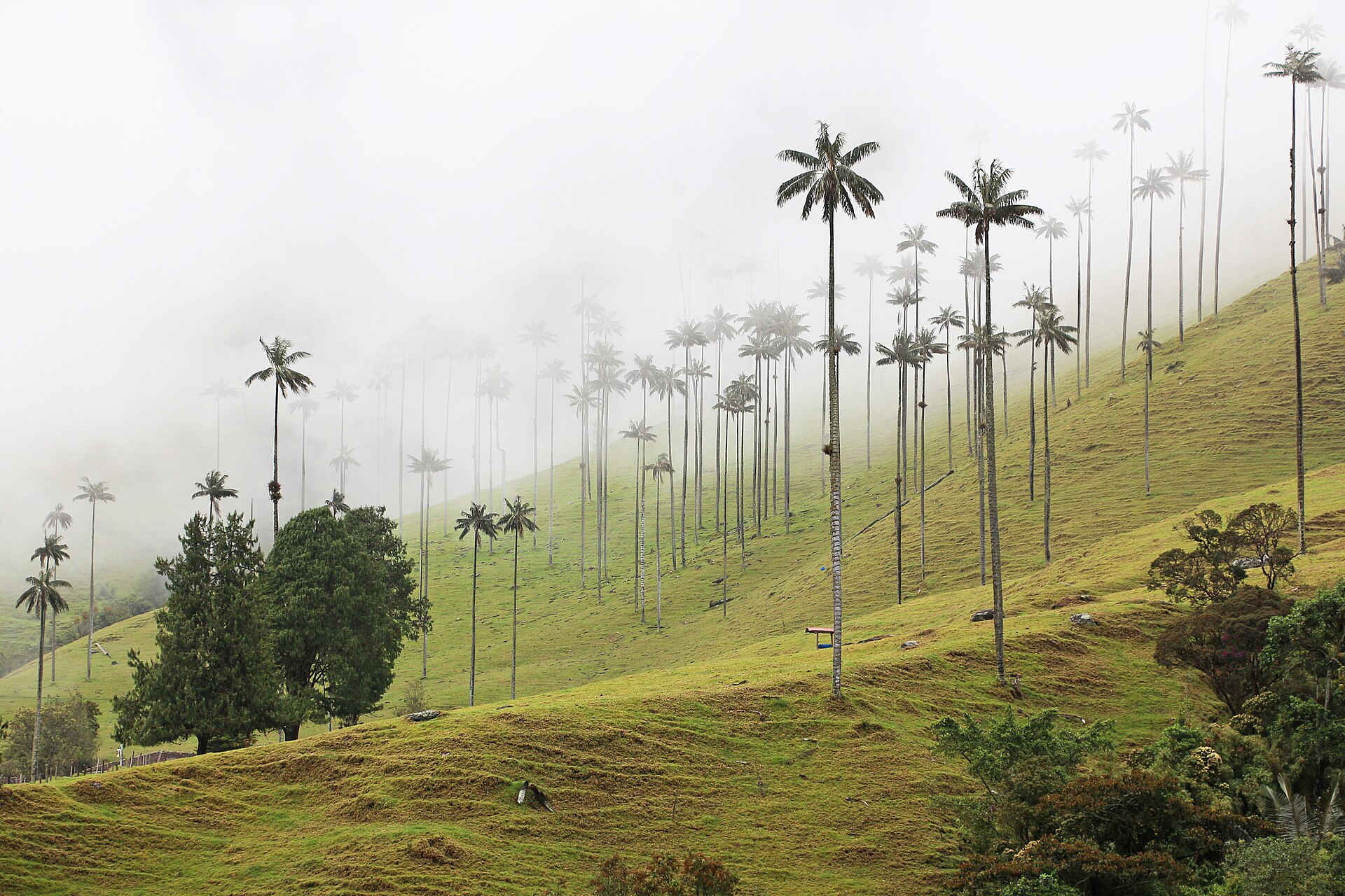 Palmas de cera en el Valle de Cocora, Quindío.